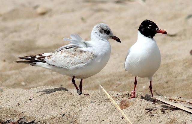 GAVIOTAS CABECINEGRAS-MEDITERRANEAN GULL