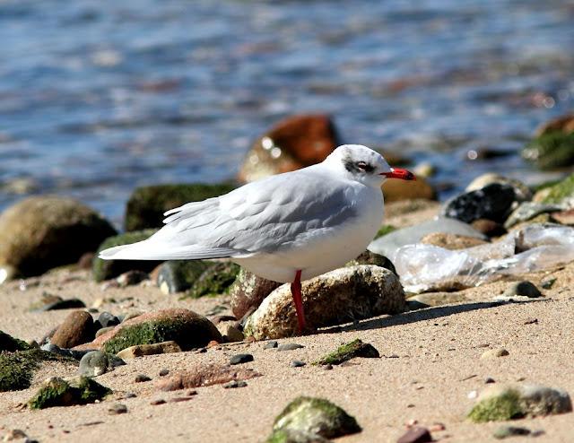 GAVIOTAS CABECINEGRAS-MEDITERRANEAN GULL