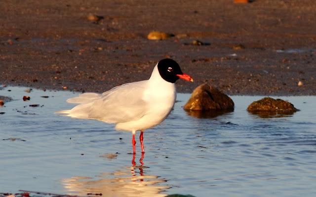 GAVIOTAS CABECINEGRAS-MEDITERRANEAN GULL