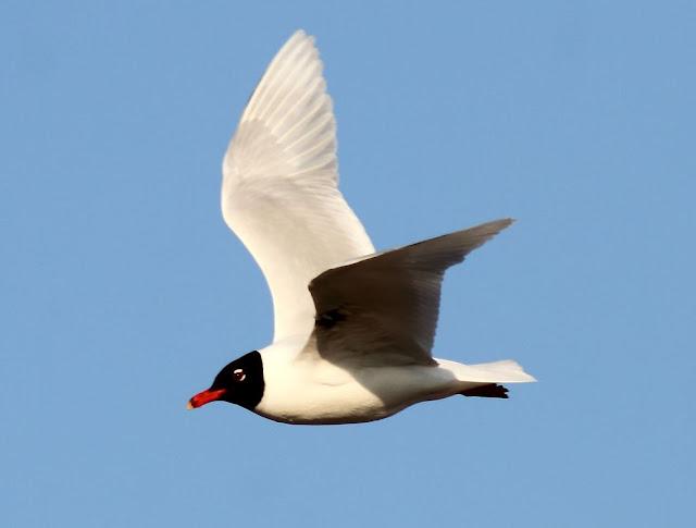 GAVIOTAS CABECINEGRAS-MEDITERRANEAN GULL