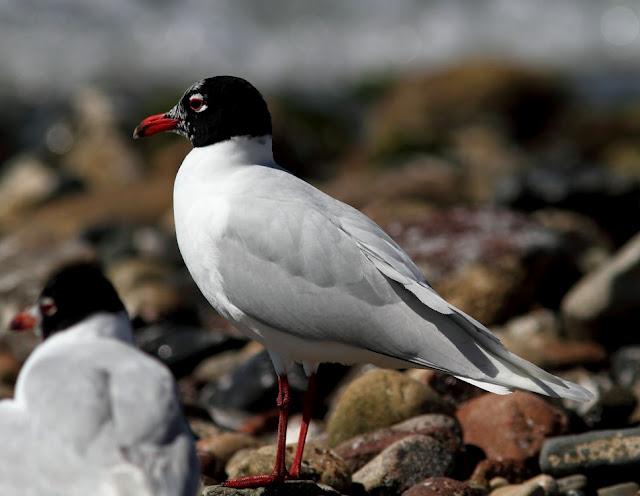 GAVIOTAS CABECINEGRAS-MEDITERRANEAN GULL