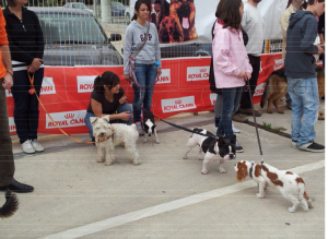 ¿Qué hacer para que tu perro no tire de la correa?