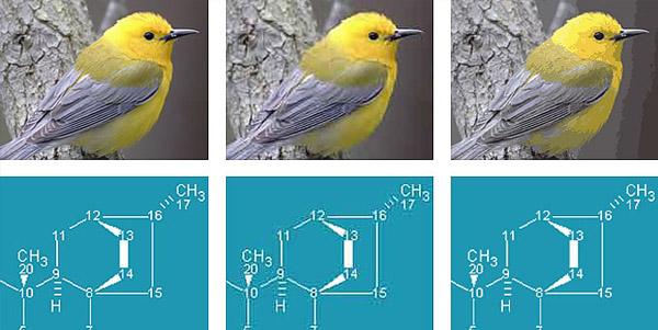 ¿Cuál es el mejor formato de imagen? jpg