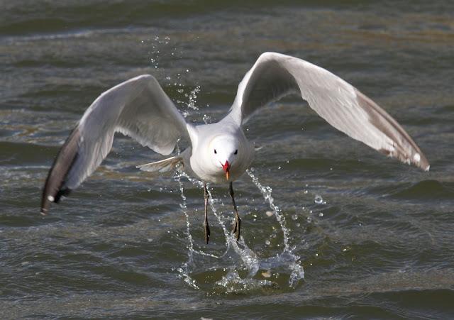 GAVIOTAS DEL MEDITERRANEO ESPAÑOL-SPANISH MEDITERRANEAN GULLS