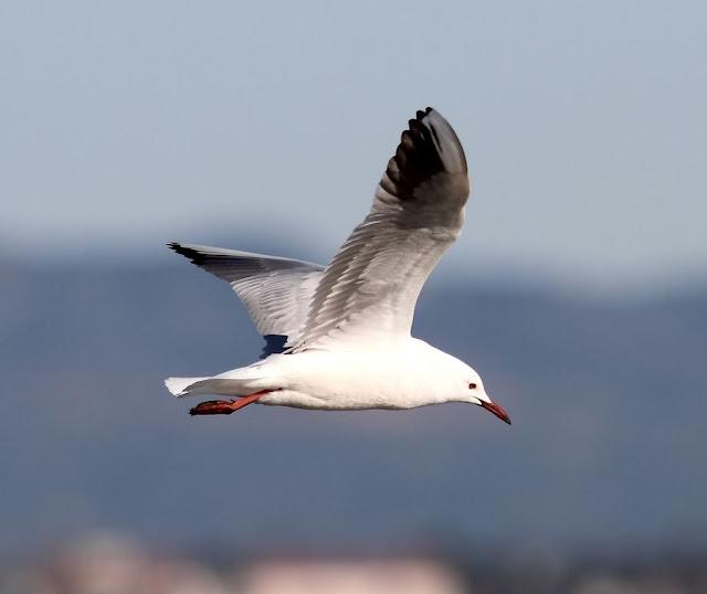 GAVIOTAS DEL MEDITERRANEO ESPAÑOL-SPANISH MEDITERRANEAN GULLS