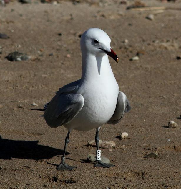 GAVIOTAS DEL MEDITERRANEO ESPAÑOL-SPANISH MEDITERRANEAN GULLS