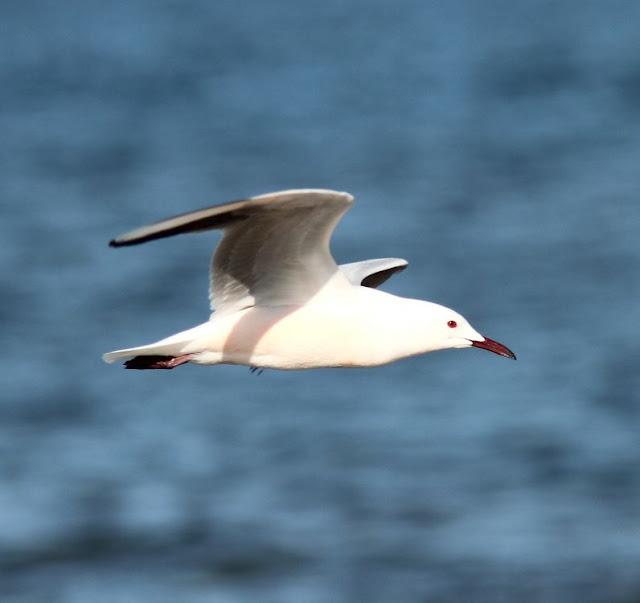 GAVIOTAS DEL MEDITERRANEO ESPAÑOL-SPANISH MEDITERRANEAN GULLS