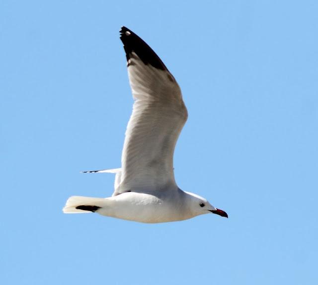 GAVIOTAS DEL MEDITERRANEO ESPAÑOL-SPANISH MEDITERRANEAN GULLS