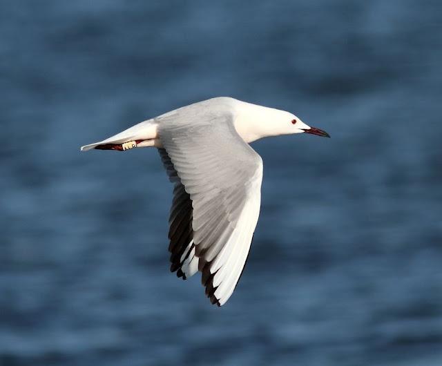 GAVIOTAS DEL MEDITERRANEO ESPAÑOL-SPANISH MEDITERRANEAN GULLS