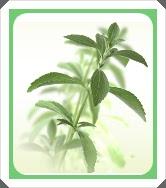 Actualidad: Stevia, edulcorante natural