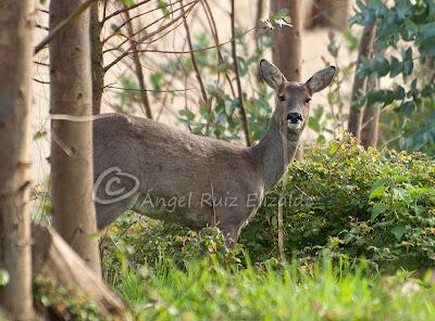 Disfrutando con los corzos... Disfrutando con los corzos...