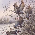 Donner - waxwings Donner - waxwings