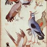 Ten birds - the Indian school Ten birds - the Indian school