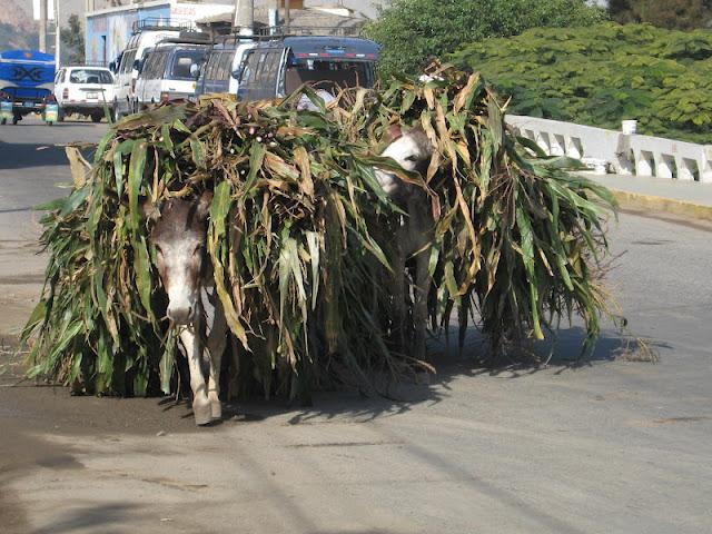 AVENTURAS EN LA RESERVA PAISAJISTICA NOR YAUYOS-COCHAS: INTRODUCCION AVENTURAS EN LA RESERVA PAISAJISTICA NOR YAUYOS-COCHAS: INTRODUCCION