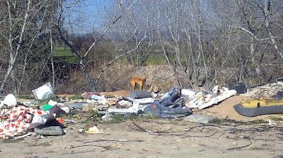 PODENCO PEQUEÑO, ABANDONADO. (CÓRDOBA).