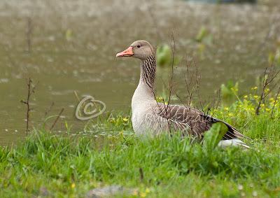 Ánsar común, Lución y Pardillos... Ánsar común, Lución y Pardillos...