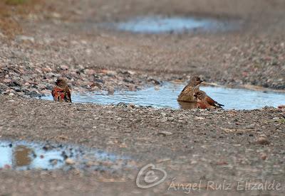 Ánsar común, Lución y Pardillos... Ánsar común, Lución y Pardillos...