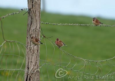 Ánsar común, Lución y Pardillos... Ánsar común, Lución y Pardillos...
