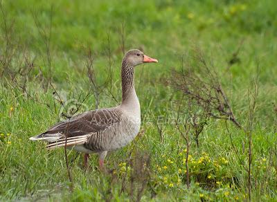 Ánsar común, Lución y Pardillos... Ánsar común, Lución y Pardillos...