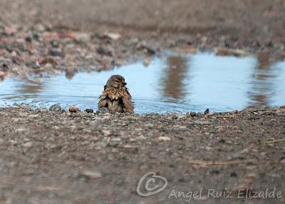 Ánsar común, Lución y Pardillos... Ánsar común, Lución y Pardillos...