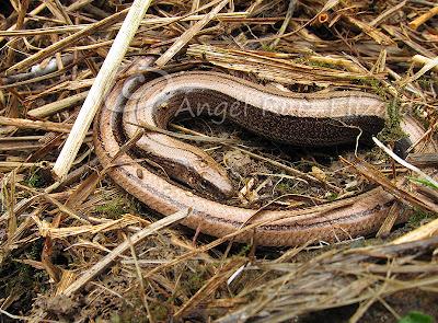 Ánsar común, Lución y Pardillos... Ánsar común, Lución y Pardillos...