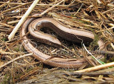 Ánsar común, Lución y Pardillos... Ánsar común, Lución y Pardillos...