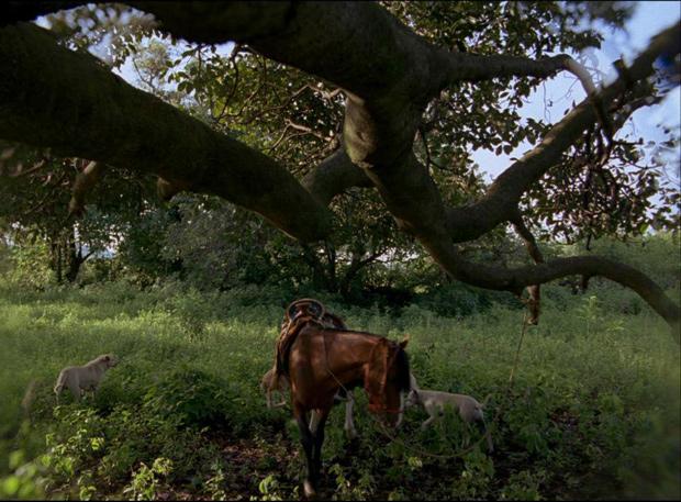 Cannes 2012: 'Post Tenebras Lux' el expresionismo experimental de Carlos Reygadas Cannes 2012: 'Post Tenebras Lux' el expresionismo experimental de Carlos Reygadas