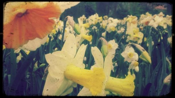 Tipo2-i 23A. De flores y leyendas