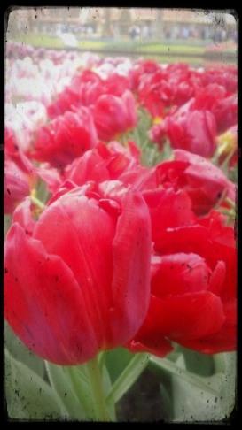 tipo2-e 23A. De flores y leyendas