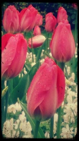 Tipo2-b 23A. De flores y leyendas