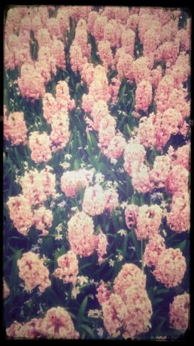 Tipo1-a 23A. De flores y leyendas