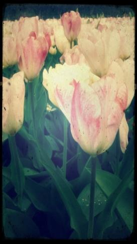 tipo2-j 23A. De flores y leyendas