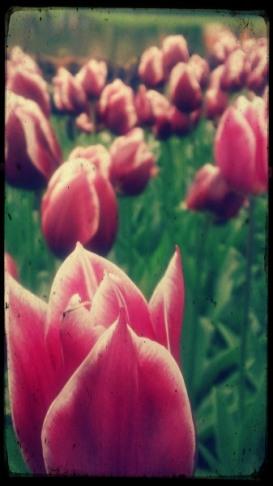 tipo2-d 23A. De flores y leyendas