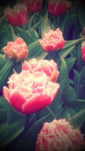 Tipo2-c 23A. De flores y leyendas