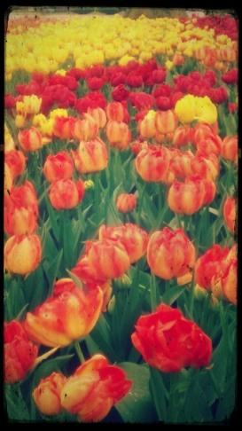 Tipo1-g 23A. De flores y leyendas