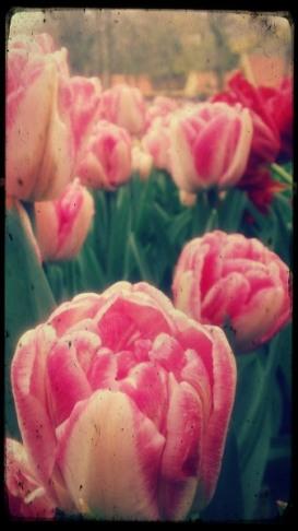 tipo2-f 23A. De flores y leyendas