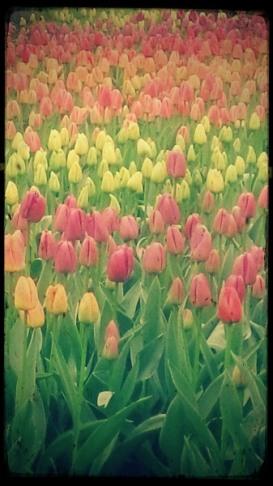 tipo1-f 23A. De flores y leyendas