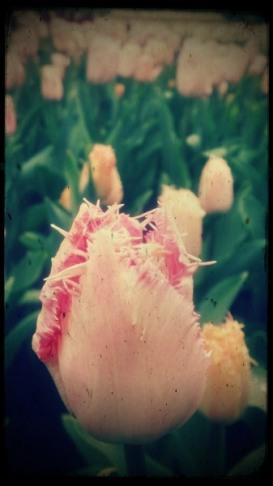 Tipo2-h 23A. De flores y leyendas