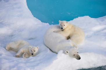Los osos polares son unas cinco veces más antiguos de lo que se creía