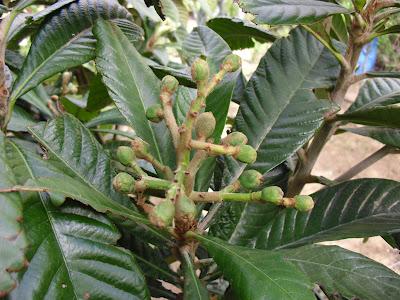 ACLAREO MANUAL DE FRUTOS EN ARBOLES FRUTALES