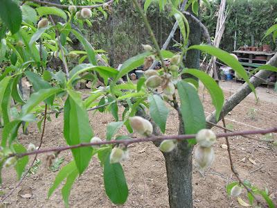 ACLAREO MANUAL DE FRUTOS EN ARBOLES FRUTALES