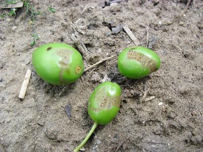 ACLAREO MANUAL DE FRUTOS EN ARBOLES FRUTALES