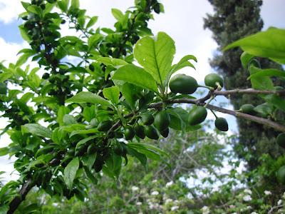 ACLAREO MANUAL DE FRUTOS EN ARBOLES FRUTALES