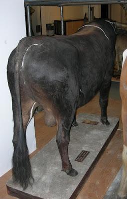 MACANDRITO MACANDRITO