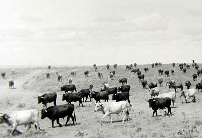 MACANDRITO MACANDRITO