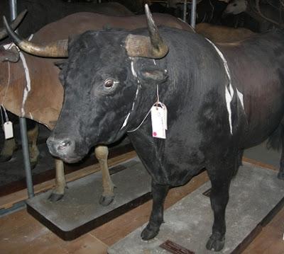 MACANDRITO MACANDRITO