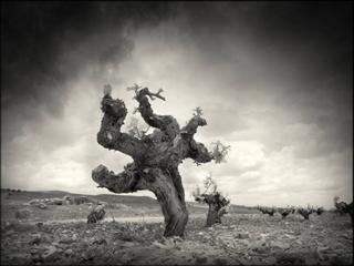 Una exposición fotográfica en la Azotea del Círculo de Bellas Artespromociona los vinos de La Mancha en Madrid