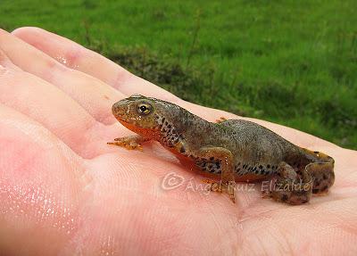 Alpinas, amplexo y 50 leuro... Alpinas, amplexo y 50 leuro...