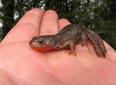 Alpinas, amplexo y 50 leuro... Alpinas, amplexo y 50 leuro...