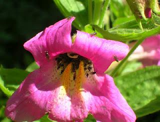 Flores de Bach que ayudan a lo sestudiantes Mimulus